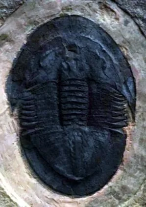 Shergoldia laevigata — photo 9