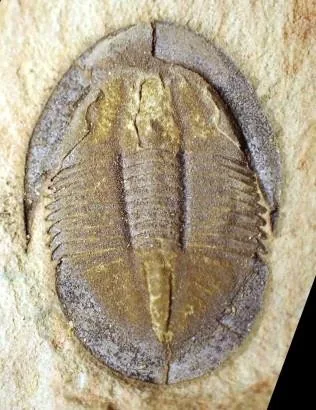 Shergoldia laevigata — photo 10
