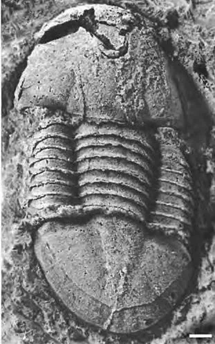 Shuizuia laevigata