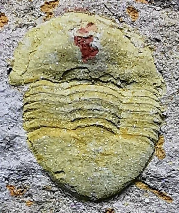 Shuizuia laevigata — photo 2