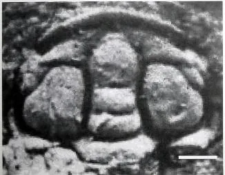 Sinodiscus changyangensis