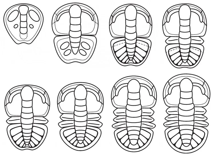 Sinodiscus changyangensis — photo 3
