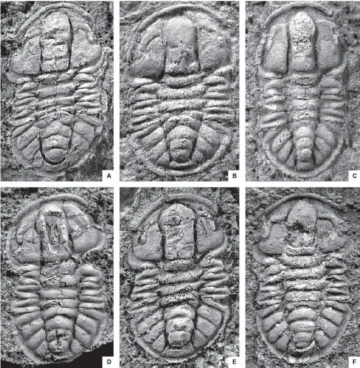 Sinodiscus changyangensis — photo 4