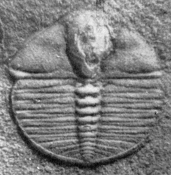 Sinoluia tibetensis