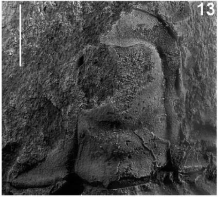 Sinosaukia daliensis