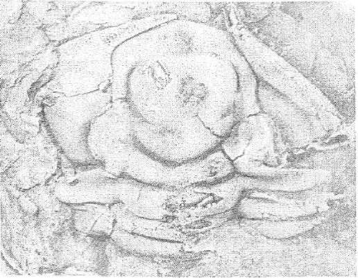 Sinosaukia daliensis — photo 2