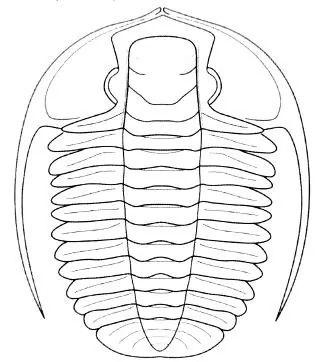 Sinosaukia daliensis — photo 3