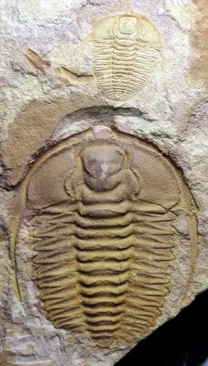 Sinosaukia daliensis — photo 4