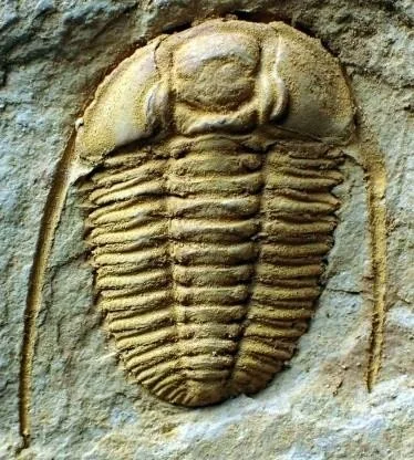 Sinosaukia daliensis — photo 5