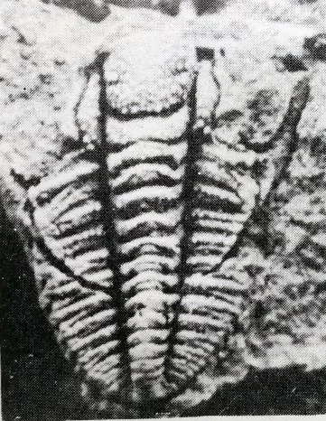 Sinosaukia distincta