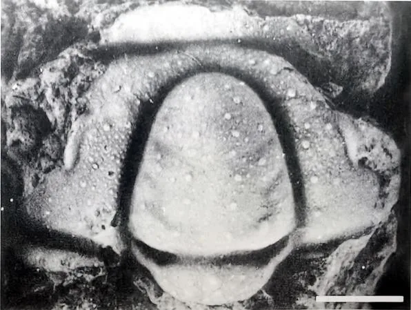 Solenoparia intermedia