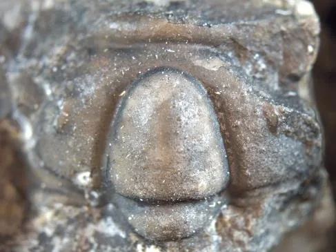 Solenoparia intermedia — photo 2
