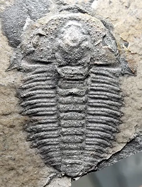Solenoparia intermedia — photo 3