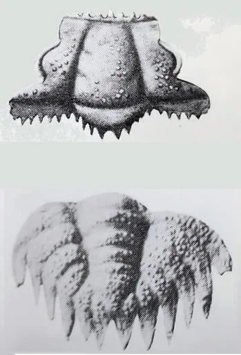 Stephanocare richthofeni