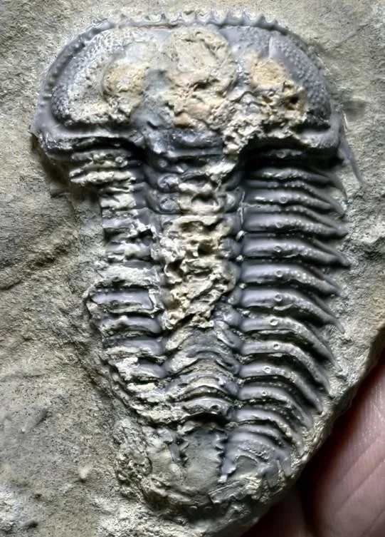 Stephanocare richthofeni — photo 2