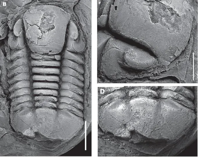 Symphysurus ebbestadi