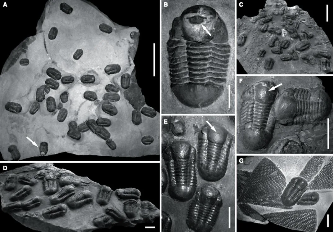 Symphysurus ebbestadi — photo 3