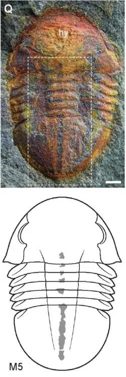 Symphysurus ebbestadi — photo 4
