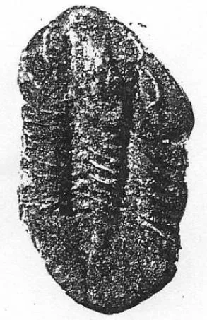 Symphysurus kientehsiensis