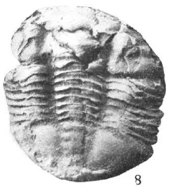Symphysurus kientehsiensis — photo 3