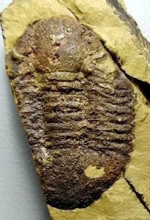 Symphysurus kientehsiensis — photo 4