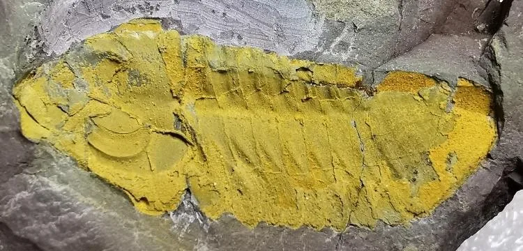 Symphysurus kientehsiensis — photo 5