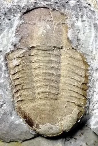 Symphysurus kientehsiensis — photo 8
