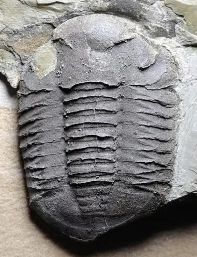 Symphysurus kientehsiensis — photo 9