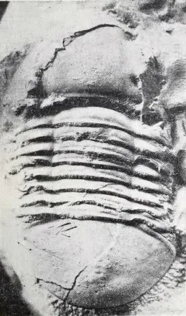 Symphysurus klimoliensis
