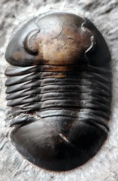 Symphysurus klimoliensis — photo 3