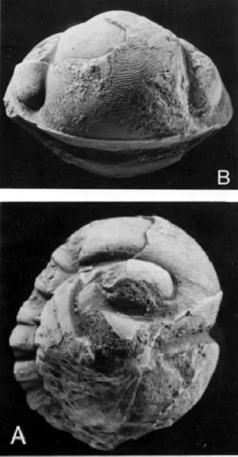 Symphysurus palpebrosus
