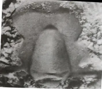 Szeaspis conicus