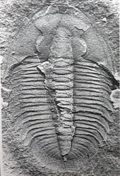 Szeaspis conicus — photo 2