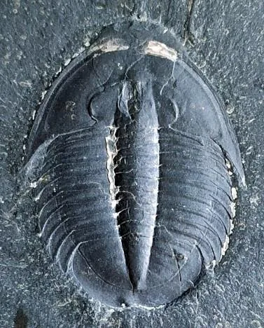 Szeaspis conicus — photo 3