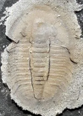 Szeaspis conicus — photo 4