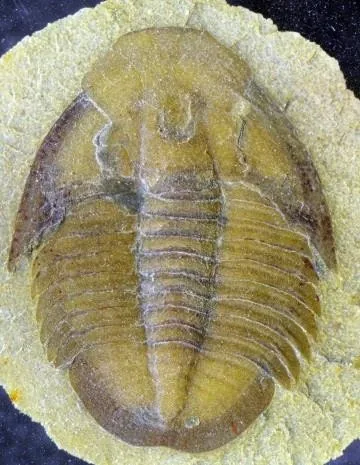 Szeaspis conicus — photo 9
