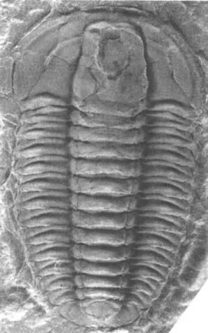 Taijiangocephalus gedongensis