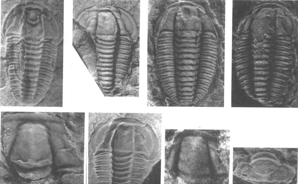 Taijiangocephalus gedongensis — photo 2