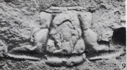 Taitzehoia wangi