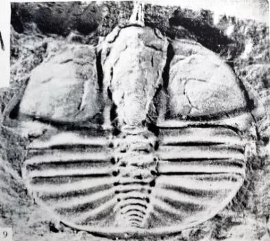 Taklamakania tarimensis