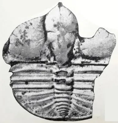 Taklamakania tarimensis — photo 3