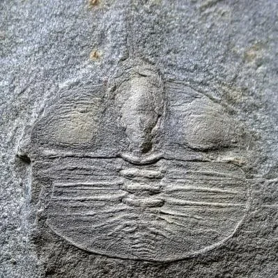 Taklamakania tarimensis — photo 4