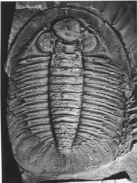Tamdaspis jingxiensis