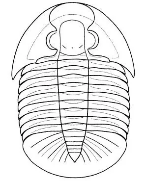 Tamdaspis jingxiensis — photo 2