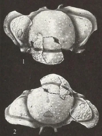 Telephina bicuspis