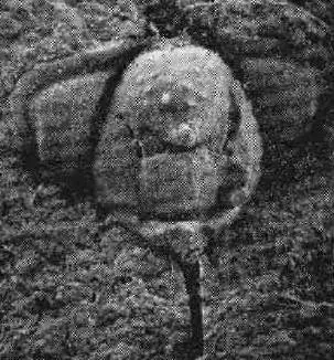 Telephina chinensis