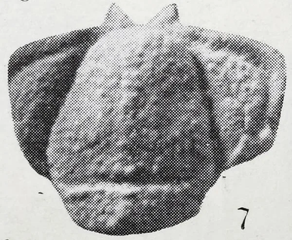 Telephina chinensis — photo 2