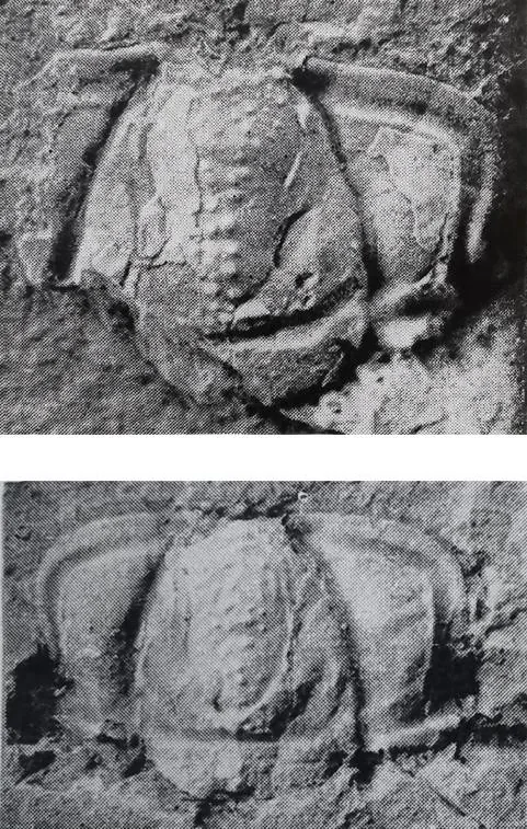 Telephina chinensis — photo 3