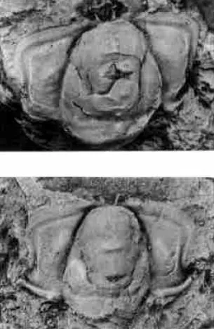 Telephina chinensis — photo 4
