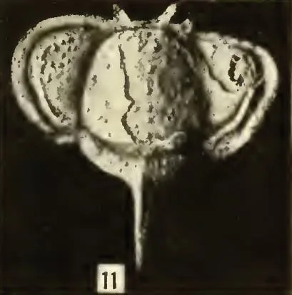 Telephina spinifera